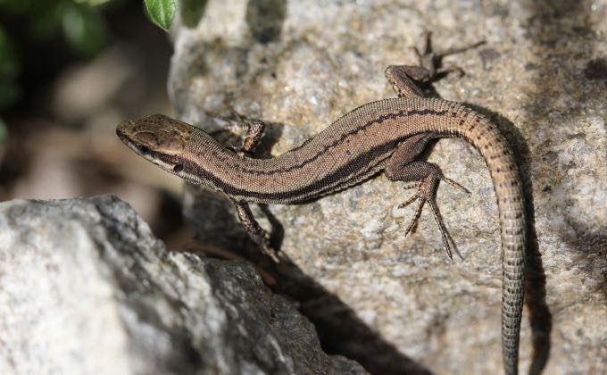 Lézard des murailles aimant tout particulièrement se réchauffer sur les pierres du jardin.