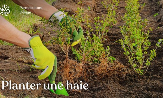 Planter une haie, tout ce qu’il faut savoir