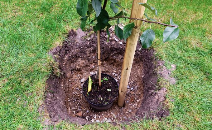 On vous recommande de faire un trou d’un volume 2 à 3 fois plus grand que le contenant à planter et de préférence carré pour éviter que les racines continuent de « tourner en rond » !
