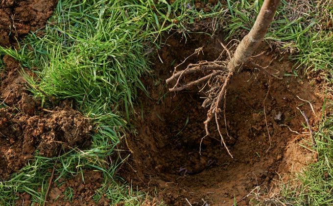 Les arbres et arbustes à racines nues se plantent de novembre à mars, hors période de gel.