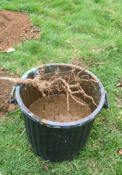Exemple de pralinage d’un arbre à racines nues avant plantation. ©wisemandarine - CC BY-SA 2.0