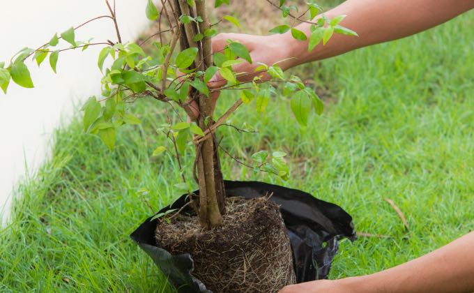 Les végétaux en conteneur développent souvent un chevelu racinaire très dense à « démêler » et « rafraichir » en le coupant partiellement pour favoriser la pousse de nouvelles racines !
