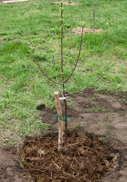 Plantation terminée : le tuteur est en place, la cuvette d’arrosage formée et recouverte de paillage.