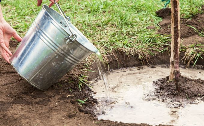 Pour une meilleure installation et résilience du végétal, il est préférable de faire des arrosages abondants espacées que quelques jours plutôt que de petits arrosages quotidiens.