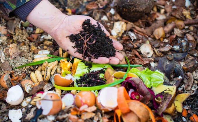 Après plusieurs mois de décomposition par les vers du compost notamment, on obtient un compost mûr bien noir à l’odeur de sous bois, idéal pour enrichir un sol potager par exemple !