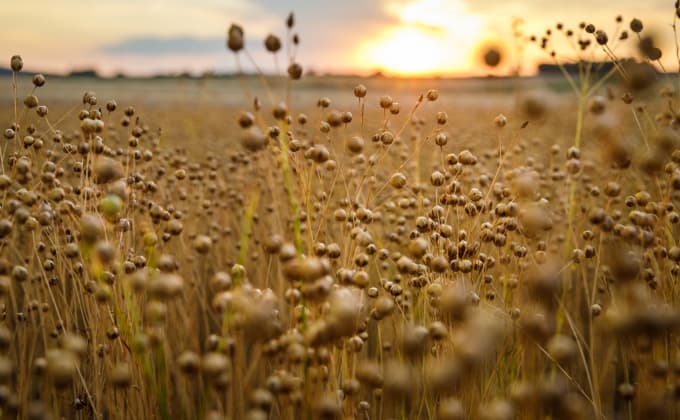 Découvrez les paillis de lin en paillage au jardin
