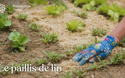 Paillis de lin en paillage au jardin