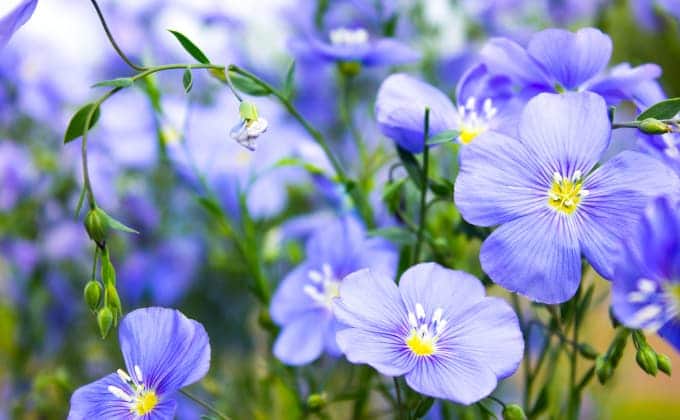 Fleurs bleues de lin cultivé - Linum usitatissimum.