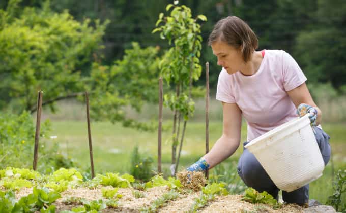 Le paillis de lin, très léger, est facile à manipuler et à installer minutieusement au jardin !