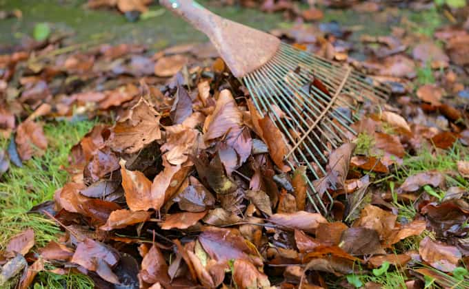 Quand on se met à observer son site et ses alentours, on se rend compte que de nombreux « déchets » sont en fait de super ressources pour pailler ou mulcher le sol de notre jardin !!