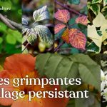 Une sélection de plantes grimpantes à feuillage persistant et croissance assez rapide pour habiller murs et autres surfaces diverses toute l’année !