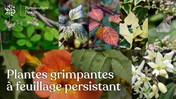 Une sélection de plantes grimpantes à feuillage persistant et croissance assez rapide pour habiller murs et autres surfaces diverses toute l’année !