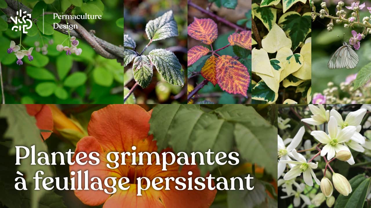 Plante grimpante à feuillage persistant : notre sélection
