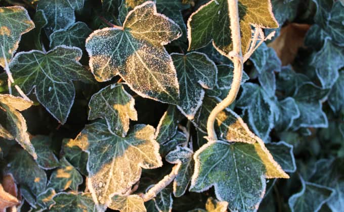 Le lierre (Hedera helix) est une des rares plantes grimpantes sous nos climats tempérés qui soient à même de conserver son feuillage vert même au coeur de l’hiver !