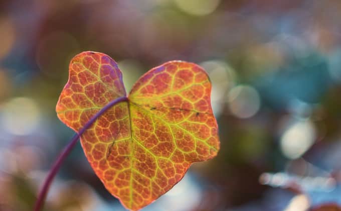 Les diverses nuances de couleurs des nombreux cultivars de lierre permettent de créer des décors végétaux très graphiques et originaux !