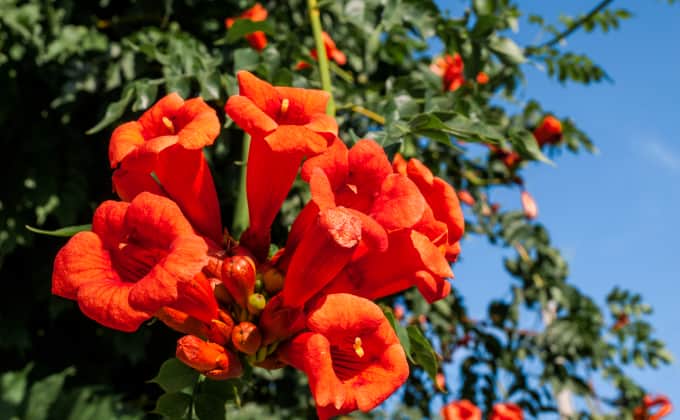 Magnifique floraison en trompette de la bignone, une plante grimpante dont le feuillage est semi-persistant dans les régions au climat doux.
