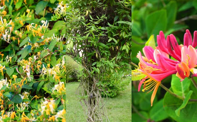 À gauche, floraison généreuse en parfumée du chèvrefeuille du Japon. Au milieu, ce chèvrefeuille de Henry, à croissance rapide n’a pas encore fleuri. À droite, la floraison très colorée du chèvrefeuille des bois.