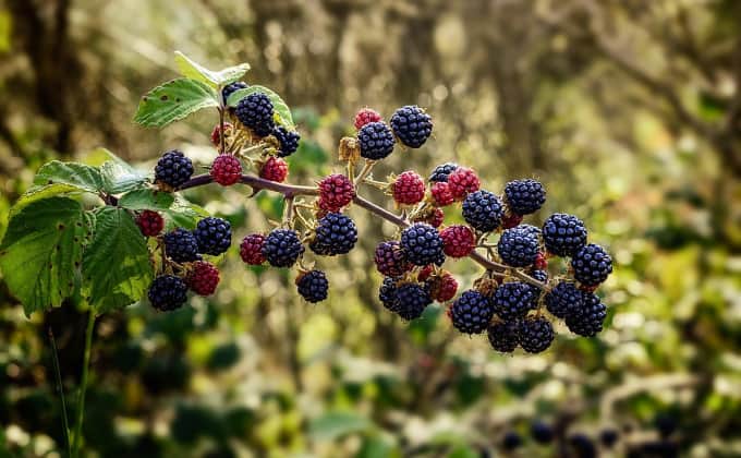 Les ronces sont des grimpantes persistantes souvent mal vues par les jardiniers, pourtant elles sont formidables pour la biodiversité et nous offre des fruits tellement bons qu’elles méritent une place de choix au jardin en permaculture !!