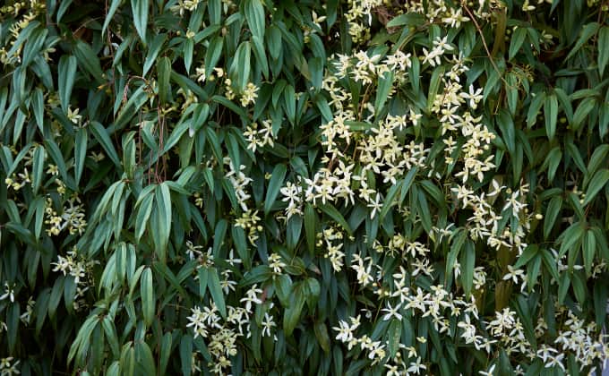 Une clématite d’Armand, avec sa jolie floraison blanche et son feuillage persistant vert profond, est parfaite pour habiller un mur disgracieux !