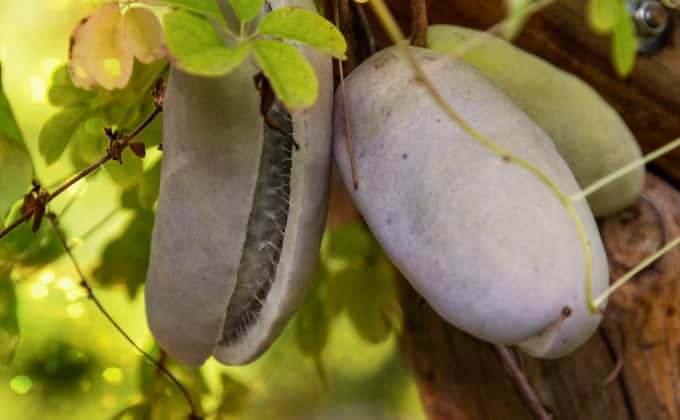 Fruits de l’akébie à cinq feuilles : cette grimpante ne fructifie que dans les régions au climat doux, lors des étés chauds et prolongés.