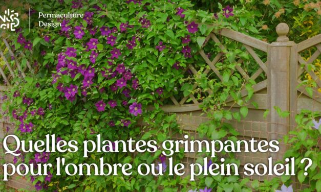 Quelles plantes grimpantes pour une exposition à l’ombre ou au soleil