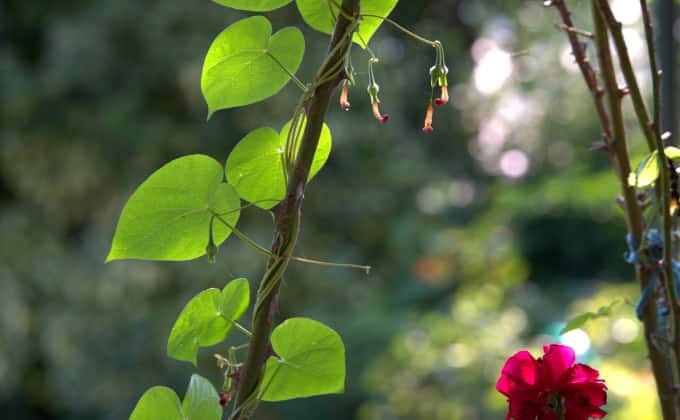 L’aristoloche : plante grimpante adaptée à l’ombre à l’allure exotique surprenante.