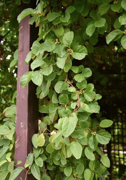 Le bourreau des arbres : plante grimpante adaptée à l’ombre extrêmement vigoureuse.