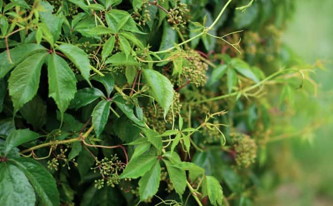 La vigne-vierge : plante grimpante à croissance rapide adaptée à l’ombre comme au soleil.