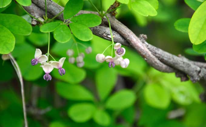 L’akébie à cinq feuilles : plante grimpante adaptée à une ombre « lumineuse ».