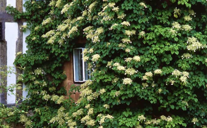 L’hortensia grimpant : plante grimpante adaptée à la mi-ombre.