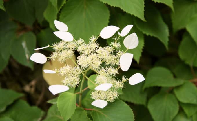 Le schizophragma : plante grimpante adaptée à la mi-ombre.