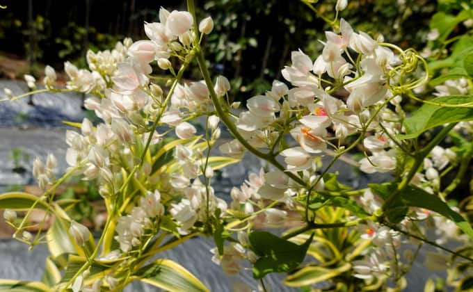 La renouée d’Aubert : plante grimpante adaptée à la mi-ombre très mellifère.