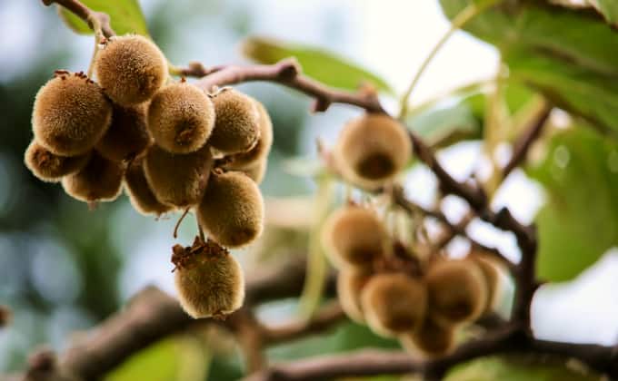 Le kiwi : plante grimpante adaptée au plein soleil.