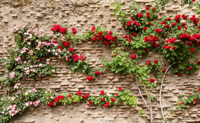 Les rosiers grimpants : plantes grimpantes adaptées au plein soleil.