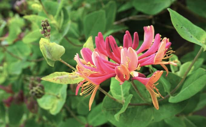 Les chèvrefeuilles grimpants : plantes grimpantes adaptées au plein soleil.