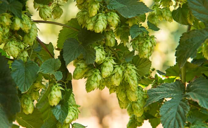 Le houblon : plante grimpante très vigoureuse adaptée au plein soleil.