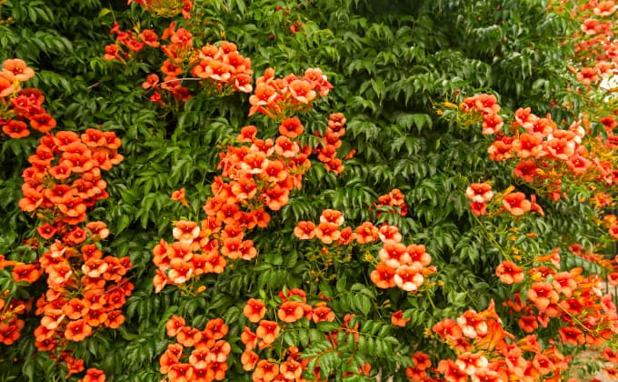 La bignone : plante grimpante adaptée au plein soleil.