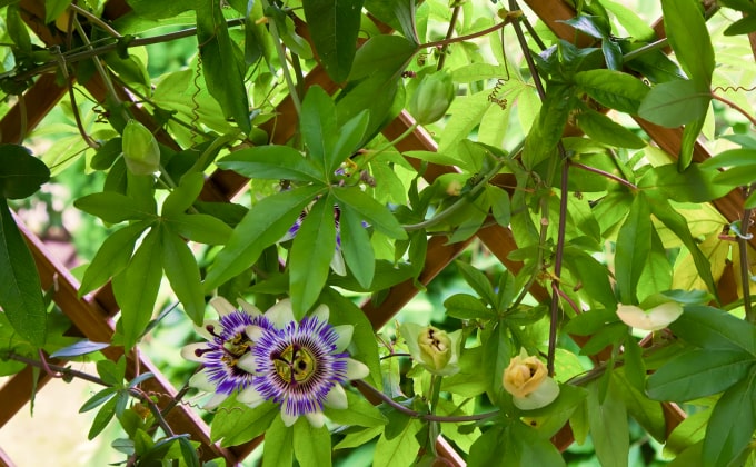 Plante grimpante exubérante à la floraison extraordinaire : la passiflore caerulea ou passiflore bleue.