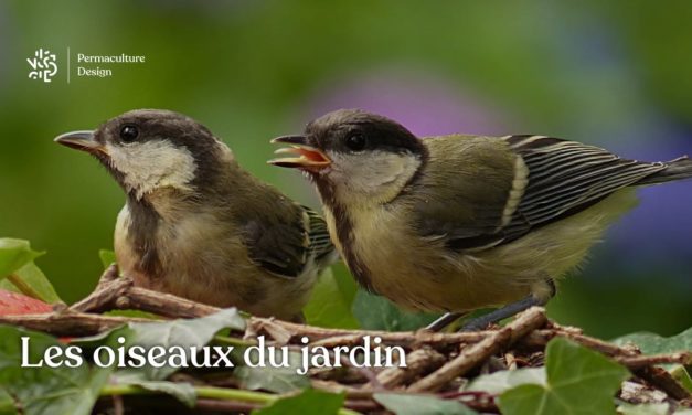 Observation et accueil des oiseaux du jardin