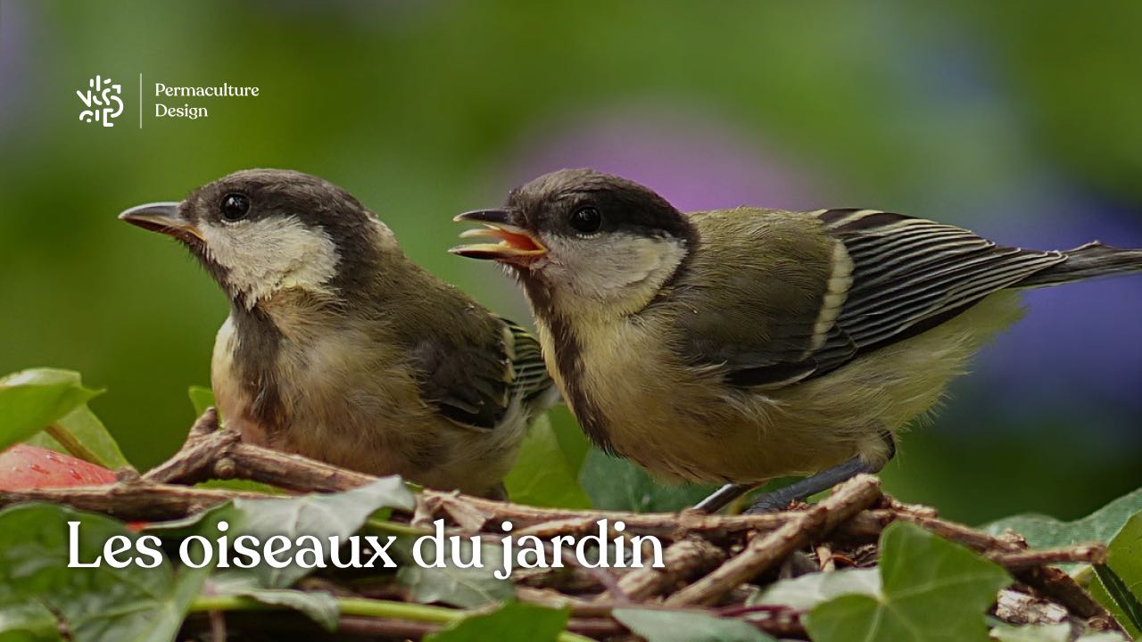 Famille D'oiseaux Dans Une Petite Maison Pour Les œufs Dans La Nature