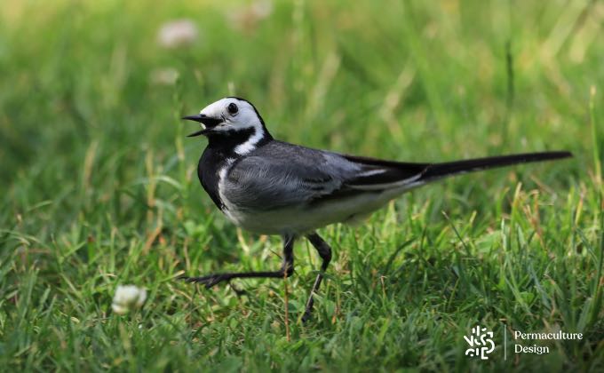 Bergeronnette grise dans le jardin