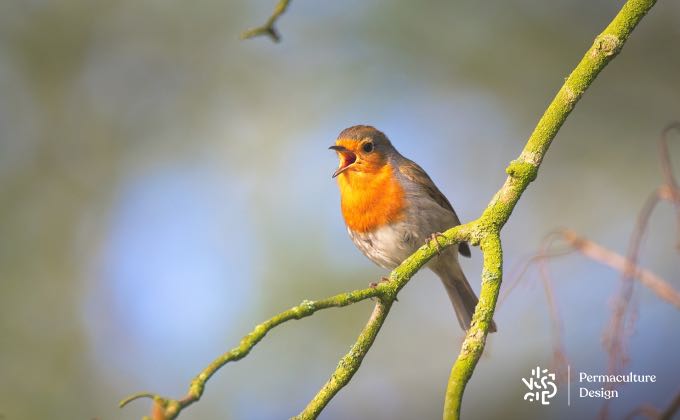 Rouge-gorge chantant au début de printemps !