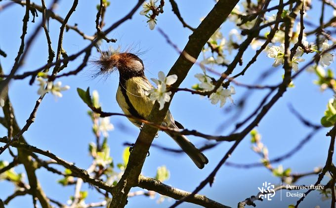 Mésange charbonnière construisant son nid.