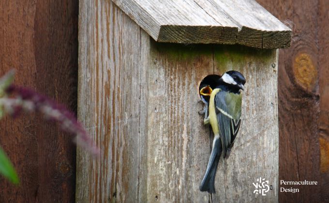 Mésange charbonnière au nichoir.