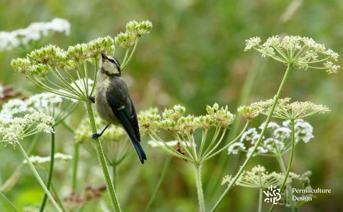 Mésange bleue à la recherche de pucerons, un régal pour elle, un indésirable de moins pour nous ;) !