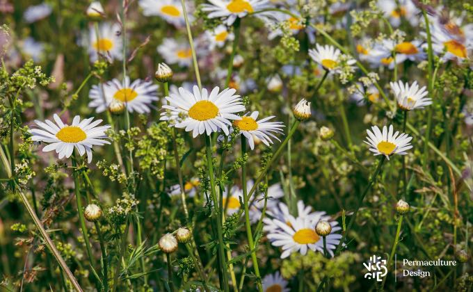 Les plantes sauvages spontanées sont de véritables réservoirs à insectes, une aubaine pour les oiseaux !!