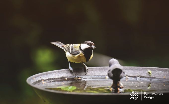 Mésanges charbonnières à l’abreuvoir, élément indispensable pour l’accueil des oiseaux au jardin !