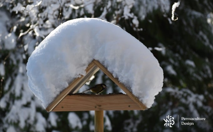 Mésange charbonnière dans la mangeoire en hiver.