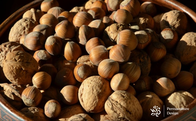 Noix et noisettes très appréciées en hiver par de nombreux oiseaux du jardin, entière ou à concasser.