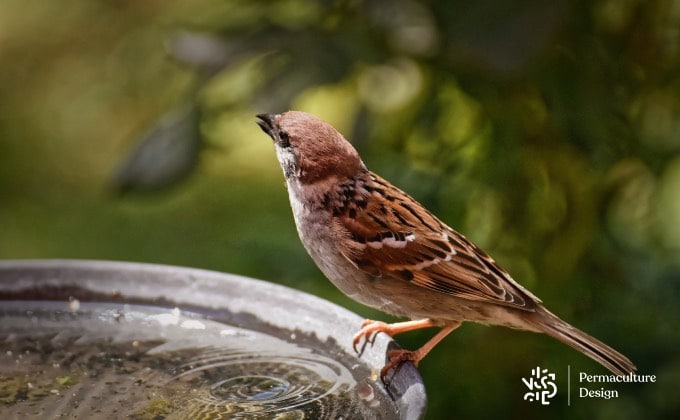 Moineau à l’abreuvoir, un élément à ne pas oublier dans le jardin pour aider nos amis à plumes.